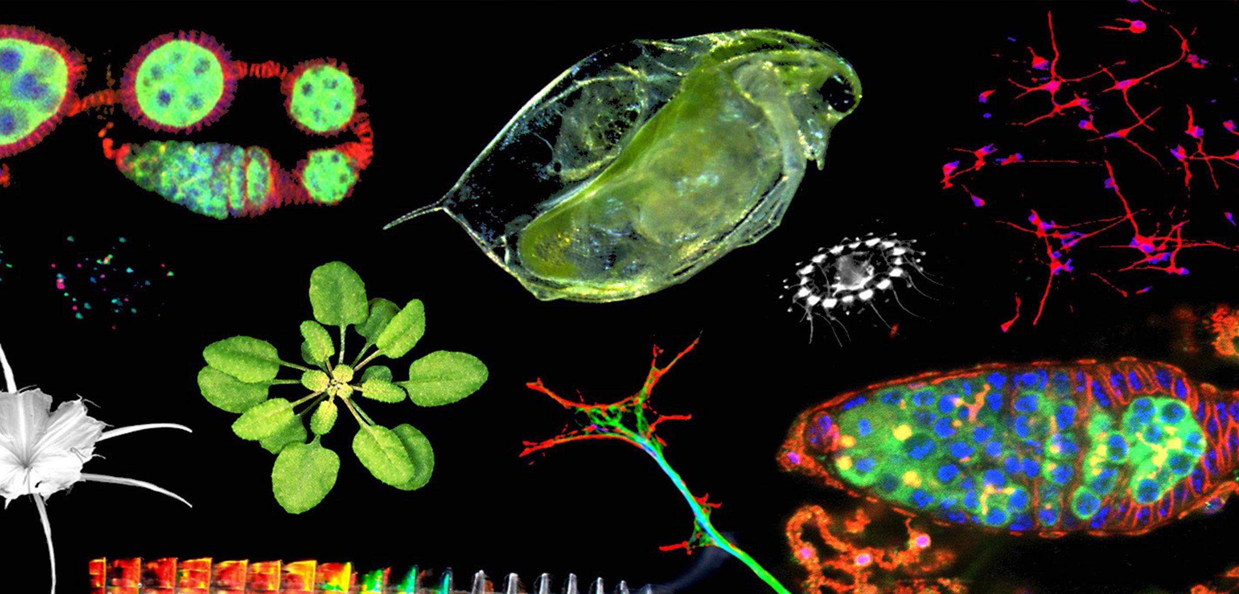 Collage of fluorescent microscopy images with a green plant rosette and aquatic micro-organisms on a black background.