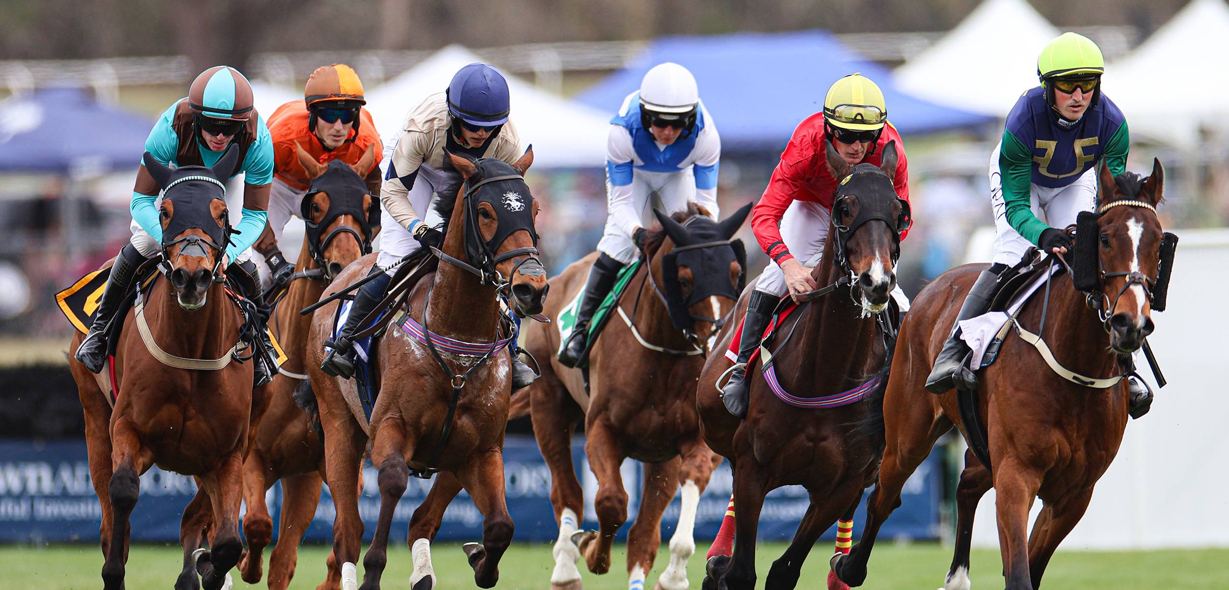 horses and riders