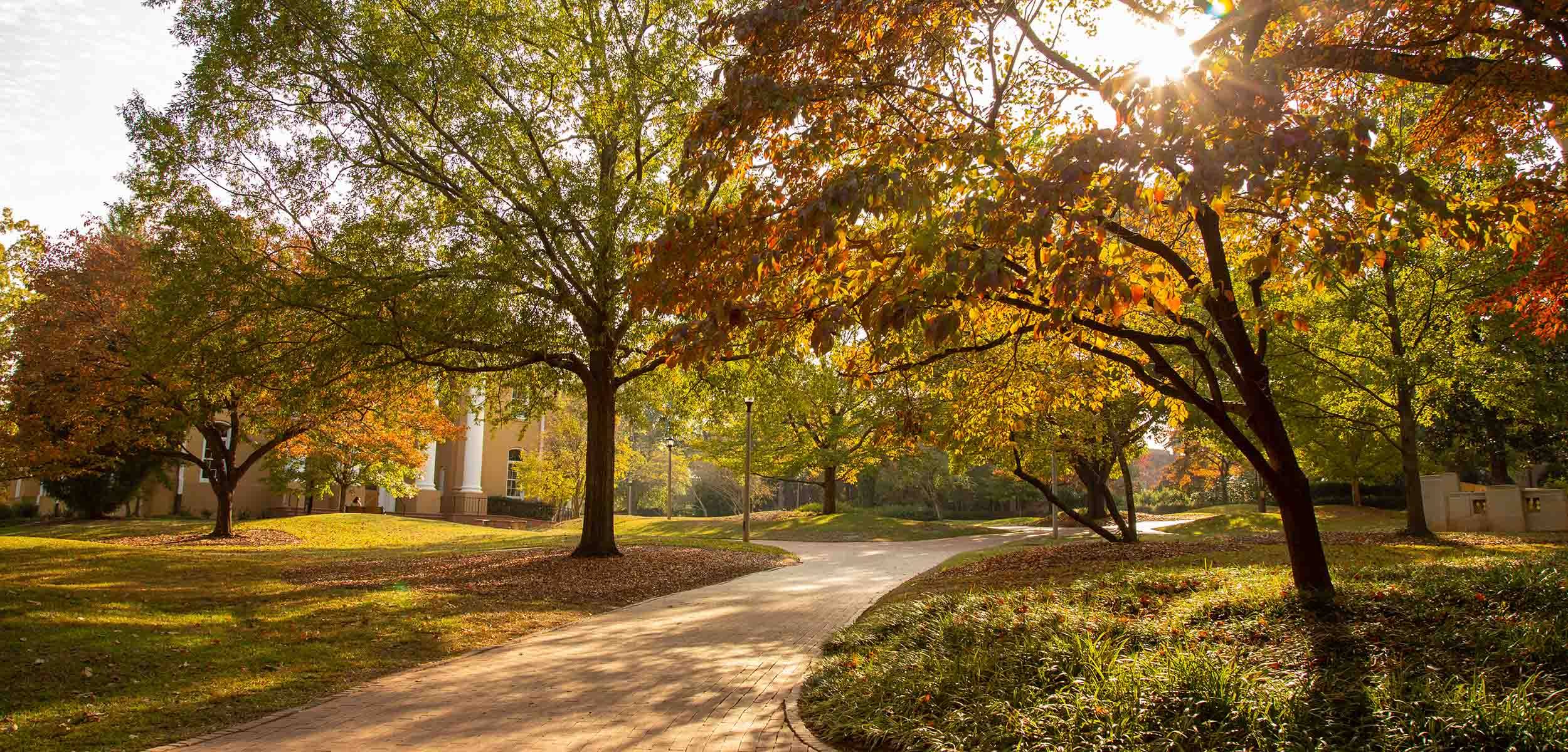 Sunlit pathway lined with trees in early autumn.