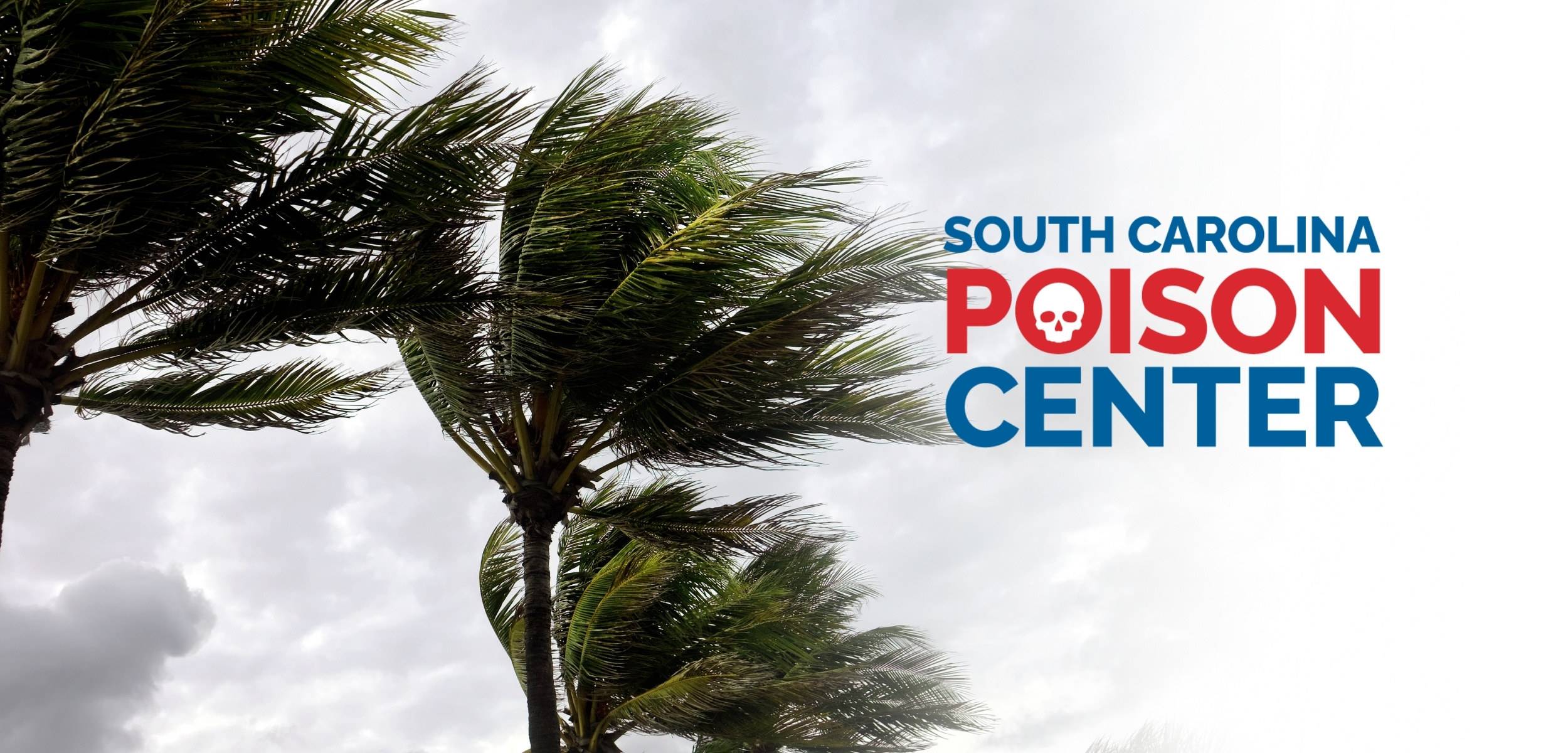 Palm trees in hurricane winds with scpc logo