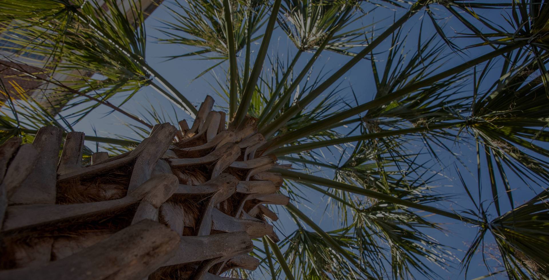 Palm tree