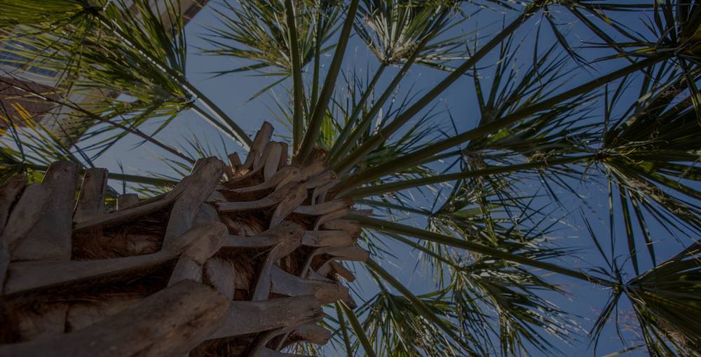 Palm tree